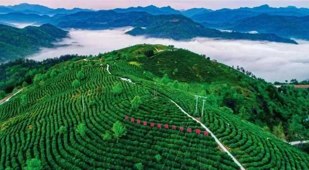 优茶园